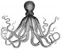Octopusjpg-33a06-bf15c.jpg