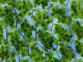 Chloroplastes - Plagiomnium affine laminazellen.jpeg