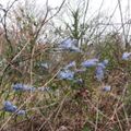 Blue shreds of plastic adorning hedge - geograph.org .uk - 1117058-150x150.jpg